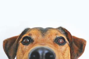 Logo for Zapp Test Puppy Palooza 2025